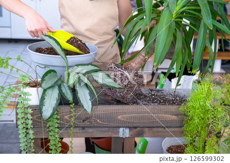 Repotting and caring home plant Yucca into new pot in home interior. Woman breeds and grows plants hobby, holds tropical plant Dracaena Repotting and caring home plant Yucca into new pot in home interior. Woman breeds and grows plants hobby, holds tropical plant Dracaena 126599302