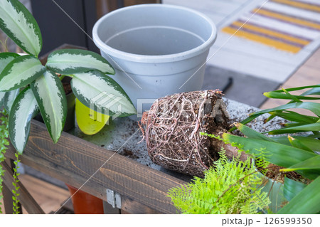 Yucca, aglaonema, fern on the table for transplanting and caring for domestic plants in the interior of a green house with potted plants 126599350