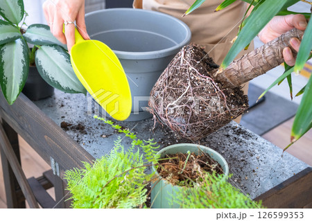 Repotting and caring home plant Yucca into new pot in home interior. Woman breeds and grows plants hobby, holds tropical plant Dracaena 126599353