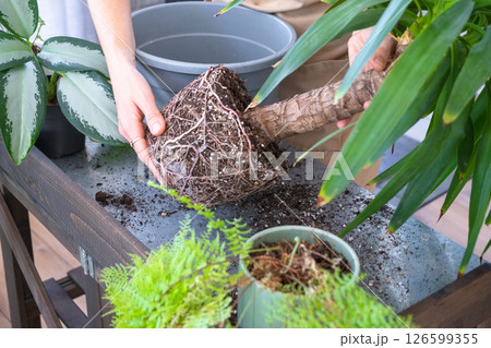 Repotting and caring home plant Yucca into new pot in home interior. Woman breeds and grows plants hobby, holds tropical plant Dracaena 126599355