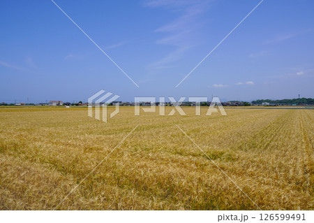 どこまでも続く広大な大麦畑・大分県宇佐市 126599491