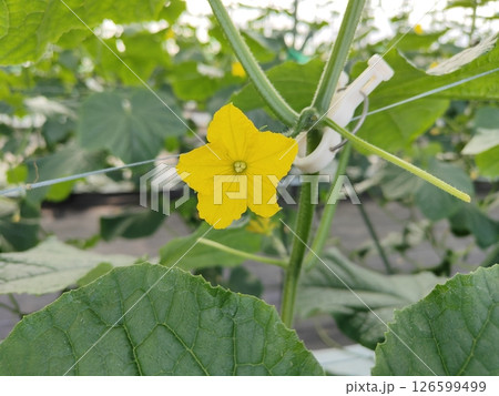 きゅうりの花 126599499