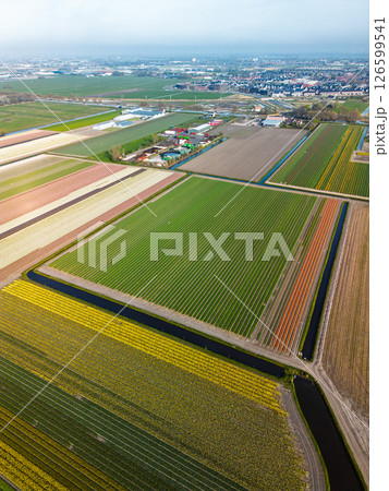 Aerial view of vibrant tulip fields in full bloom stretching along a calm canal, with farmland and green pastures under a soft morning sky in the Dutch countryside. Aerial view of vibrant tulip fields in full bloom stretching along a calm canal, with farmland and green pastures under a soft morning sky in the Dutch countryside. 126599541