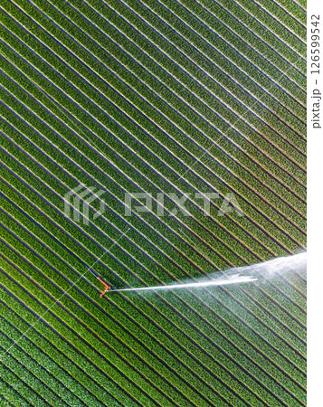 Aerial view of colorful tulip fields with a central sprinkler spraying water, showcasing vibrant rows of crops and greenhouses in the Dutch countryside. 126599542