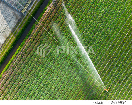 Aerial view of colorful tulip fields with a central sprinkler spraying water, showcasing vibrant rows of crops and greenhouses in the Dutch countryside. 126599543