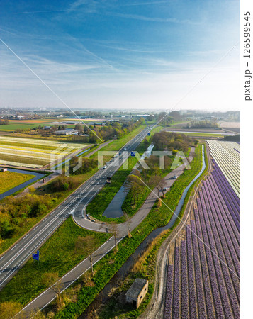 Aerial view of vibrant tulip fields in full bloom, displaying colorful rows of flowers in a rural landscape, with nearby roads, farms, and a distant town under a clear blue sky. Aerial view of vibrant tulip fields in full bloom, displaying colorful rows of flowers in a rural landscape, with nearby roads, farms, and a distant town under a clear blue sky. 126599545