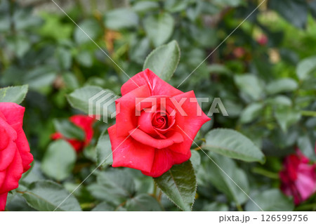 赤いバラ 赤色 バラ 薔薇 花 初夏 5月 イメージ 126599756