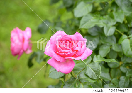 ピンクのバラ バラの花 花 初夏 夏 素材 ピンクのバラ バラの花 花 初夏 夏 素材 126599923