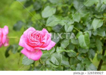 ピンクのバラ バラの花 花 初夏 夏 素材 126599927