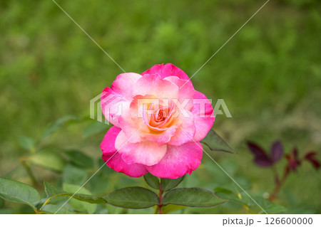 ピンクのバラ バラの花 花 初夏 夏 素材 126600000