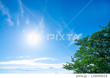青空と雲と木立 126600028
