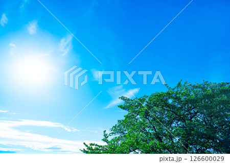 青空と雲と木立 青空と雲と木立 126600029