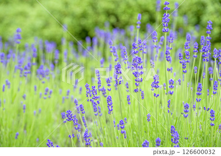 イングリッシュラベンダー ラベンダー畑 花畑 イメージ 126600032