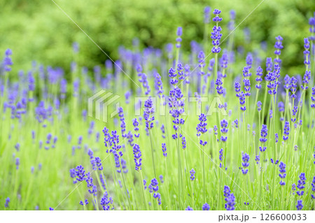 イングリッシュラベンダー ラベンダー畑 花畑 イメージ 126600033