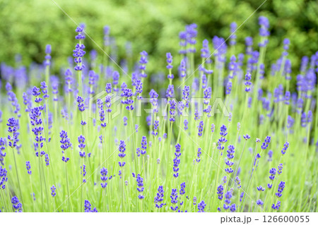 イングリッシュラベンダー ラベンダー畑 花畑 イメージ イングリッシュラベンダー ラベンダー畑 花畑 イメージ 126600055