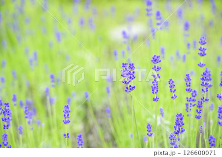 イングリッシュラベンダー ラベンダー畑 花畑 イメージ 126600071