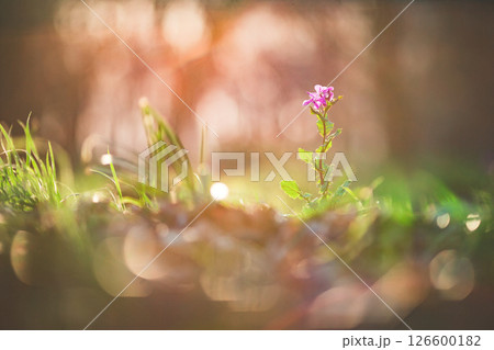 エネルギッシュな植物 エネルギッシュな植物 126600182