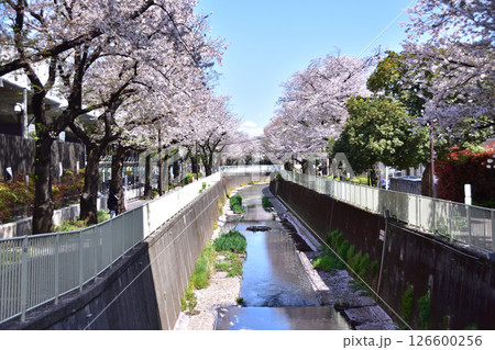 杉並・高井戸駅桜並木 126600256