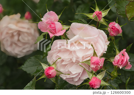 ピンク色の薔薇 126600300