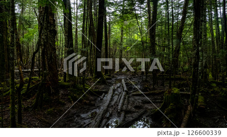 白駒池の神秘的な原生林 126600339