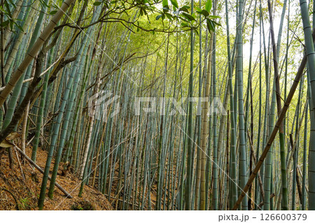 因島大橋記念公園にある竹林 126600379