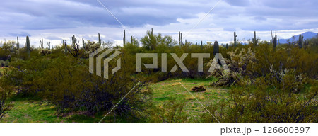 Mid Winter Landscape Sonoran Desert Arizona Mid Winter Landscape Sonoran Desert Arizona 126600397