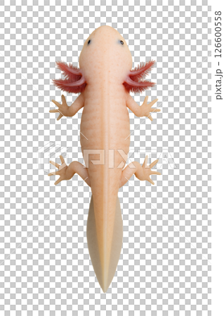 蠑螈的正面觀察 126600558