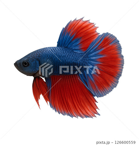 ベタの横からの美しい姿 126600559