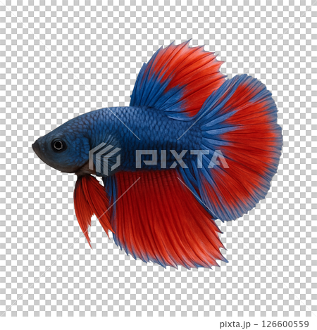 ベタの横からの美しい姿 126600559