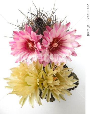 美しいサボテンの花 126600582