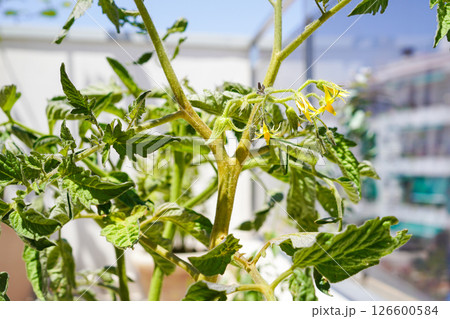 テラスで家庭菜園 トマト栽培で育つトマトの黄色い花 テラスで家庭菜園 トマト栽培で育つトマトの黄色い花 126600584