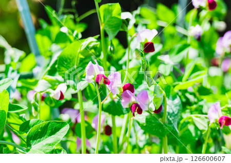 さやえんどうの花 126600607