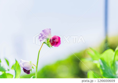 さやえんどうの花 126600609