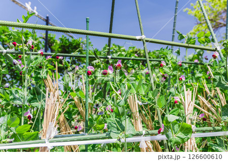 家庭菜園の花が咲くさやえんどう 126600610