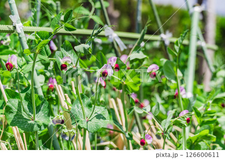 家庭菜園の花が咲くさやえんどう 126600611