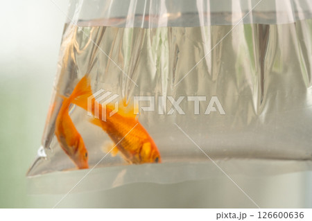 袋に入れられた金魚のイメージ　(写真素材) 126600636