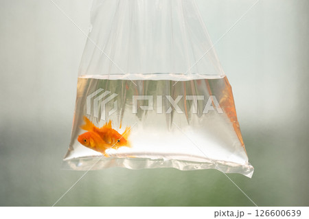 袋に入れられた金魚のイメージ　(写真素材) 126600639