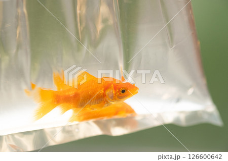 袋に入れられた金魚のイメージ　(写真素材) 126600642