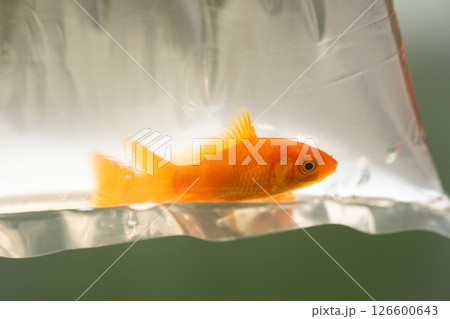 袋に入れられた金魚のイメージ　(写真素材) 126600643
