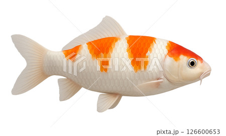 錦鯉の横からの姿 126600653