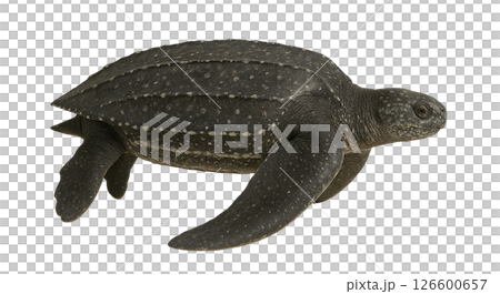 棱皮龜的側面 126600657