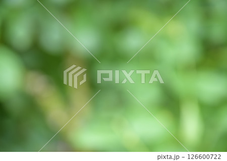 グリーン 緑色 植物 木々 木漏れ日 アウトフォーカス 背景素材 126600722