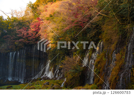 Shiraito Falls Cascading Amidst Lush Fujinomiya Shiraito Falls Cascading Amidst Lush Fujinomiya 126600783