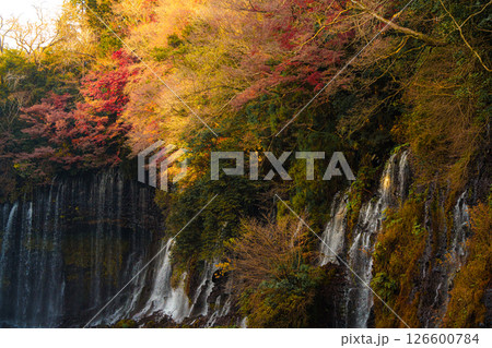 Shiraito Falls Cascading Amidst Lush Fujinomiya 126600784