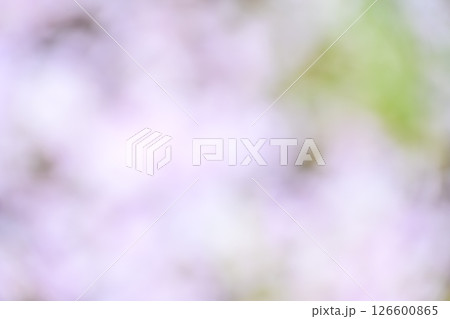 ピンク 白色 植物 木漏れ日 アウトフォーカス 背景素材 126600865