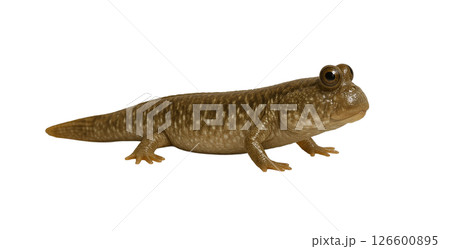 トビハゼ横向き写真 126600895