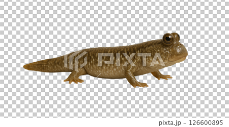 トビハゼ横向き写真 126600895