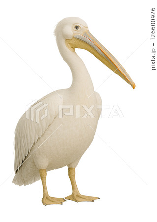 ペリカン立ち姿写真 126600926