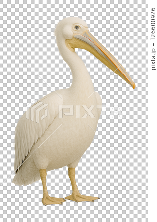 鵜鶘站立的照片 126600926