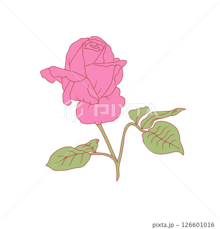 Hand drawn line art pink rose flower isolated on white background 126601016